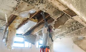 Why You Should Choose Our Mold Remediation Services in Ely, IA